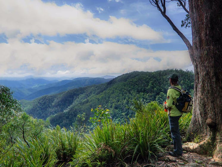 Gloucester Falls track, Barrington Tops National Park. Photo: John Spencer/NSW Government