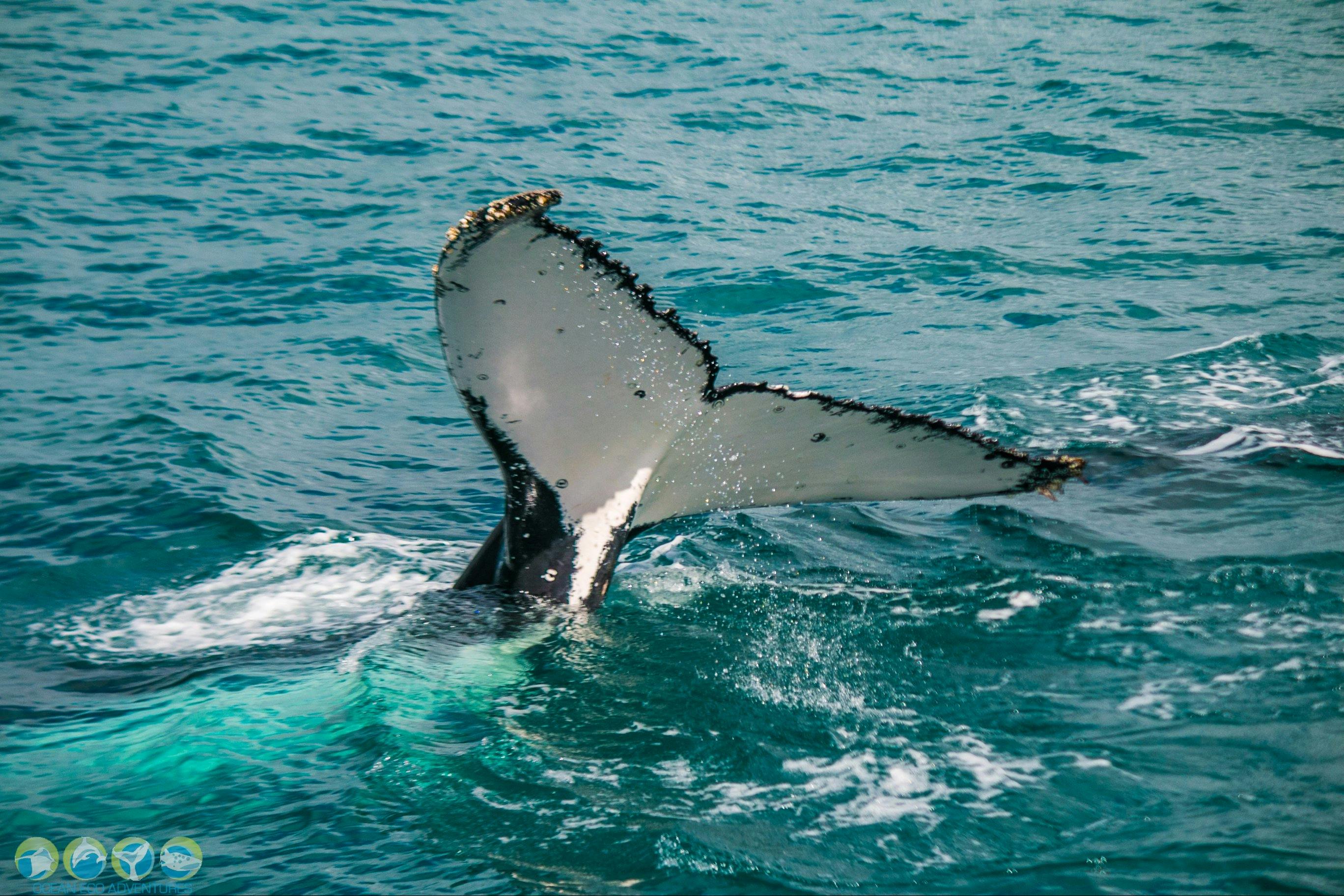 Ocean Eco Adventures, Exmouth, Western Australia