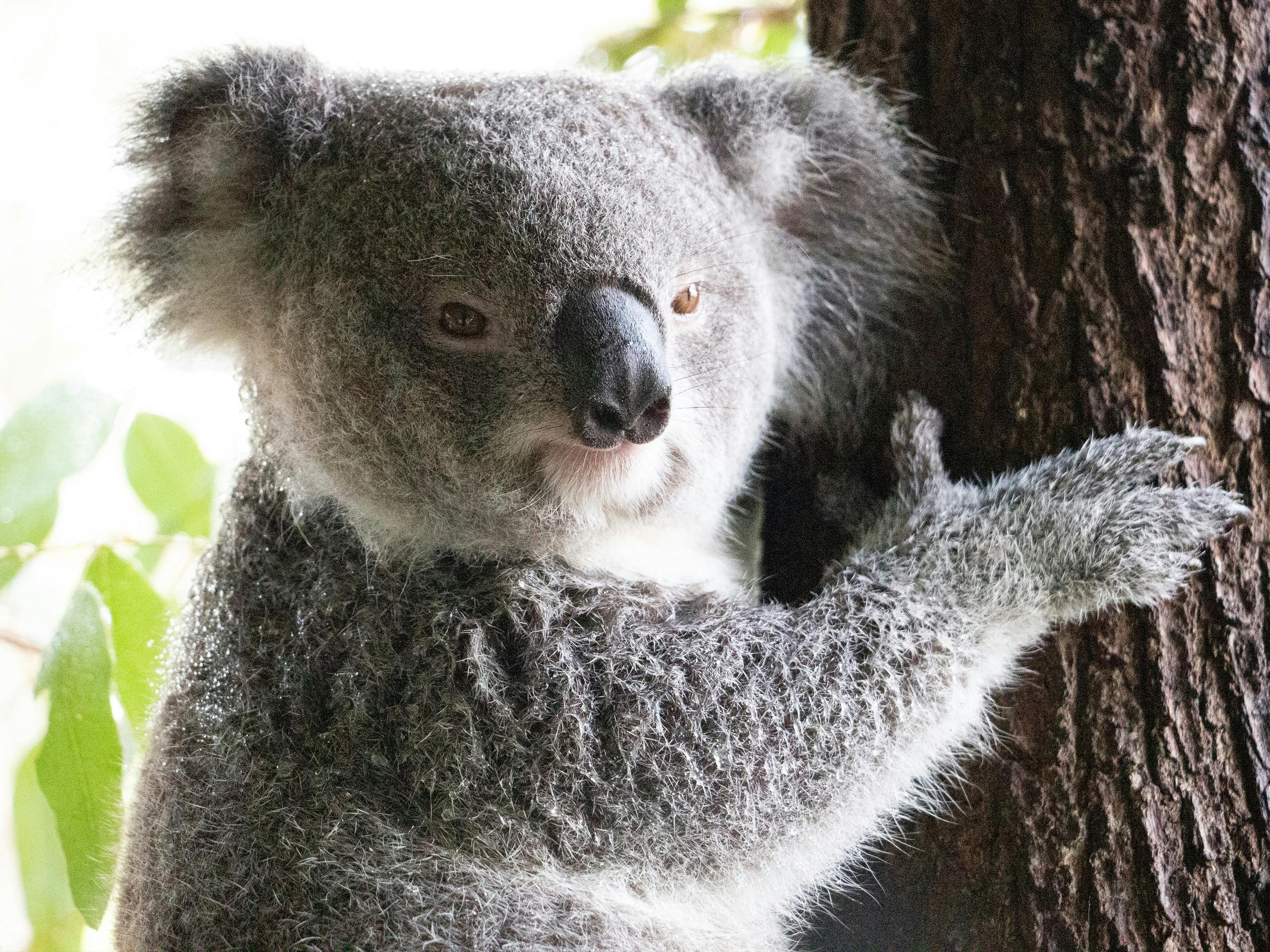 koala at wildlife habitat port douglas