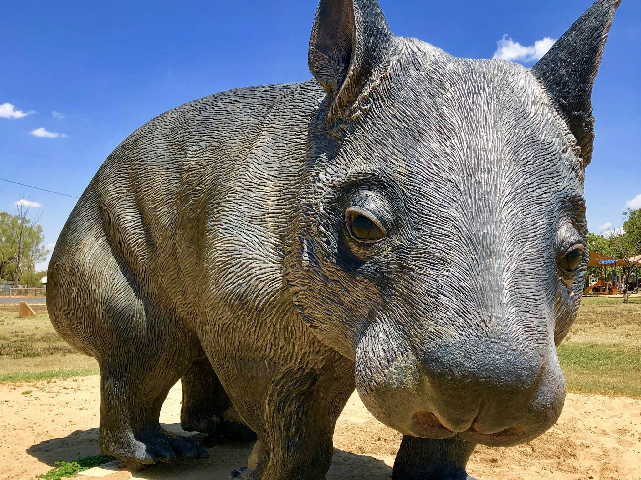 William the Northern-Hairy Nosed Wombat William the Northern-Hairy Nosed Wombat