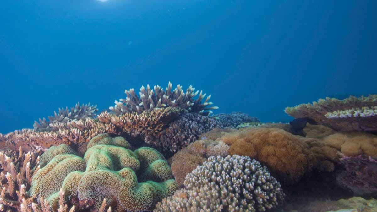 Reef Keppel Islands