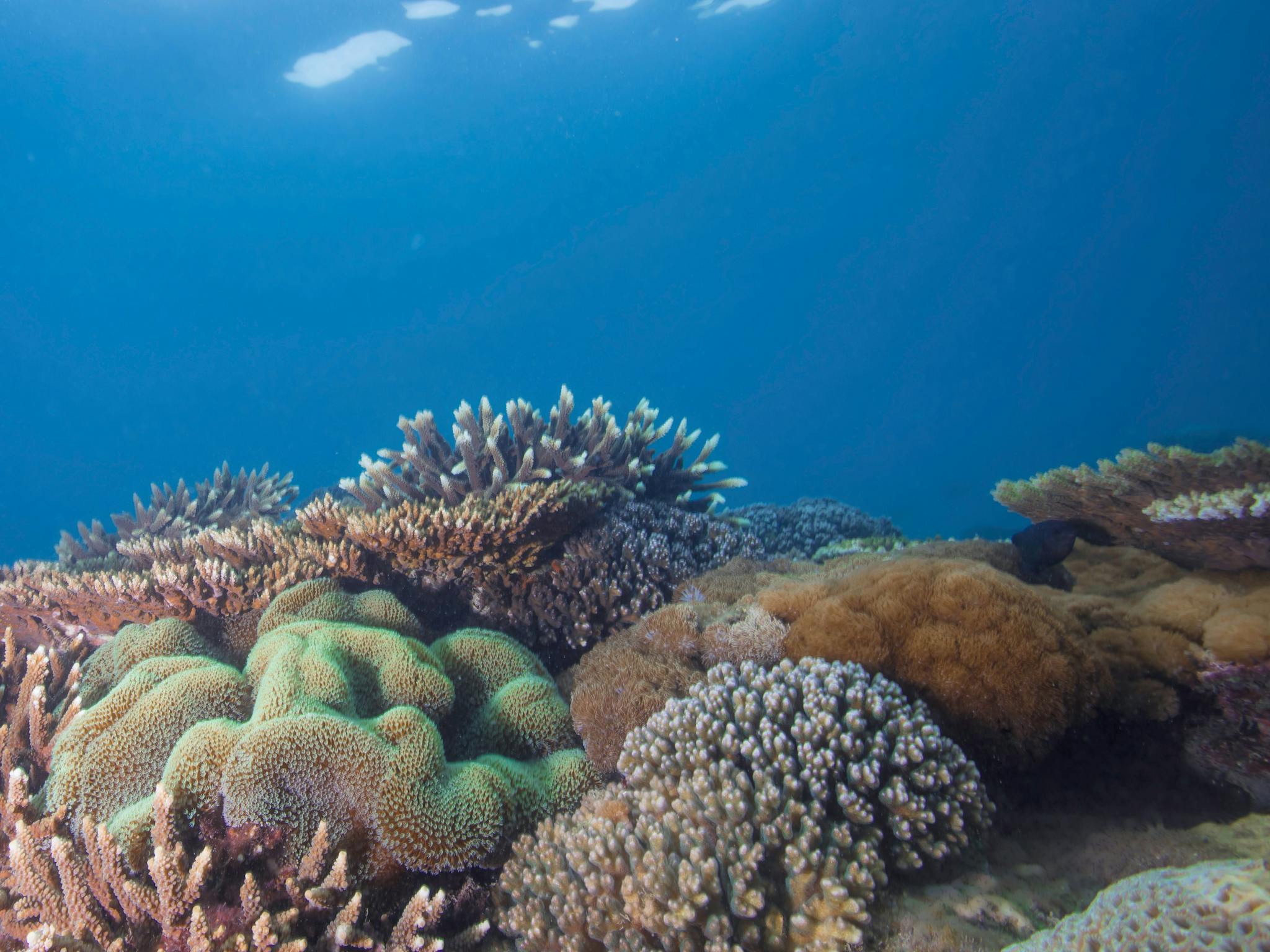 Reef Keppel Islands Reef Keppel Islands