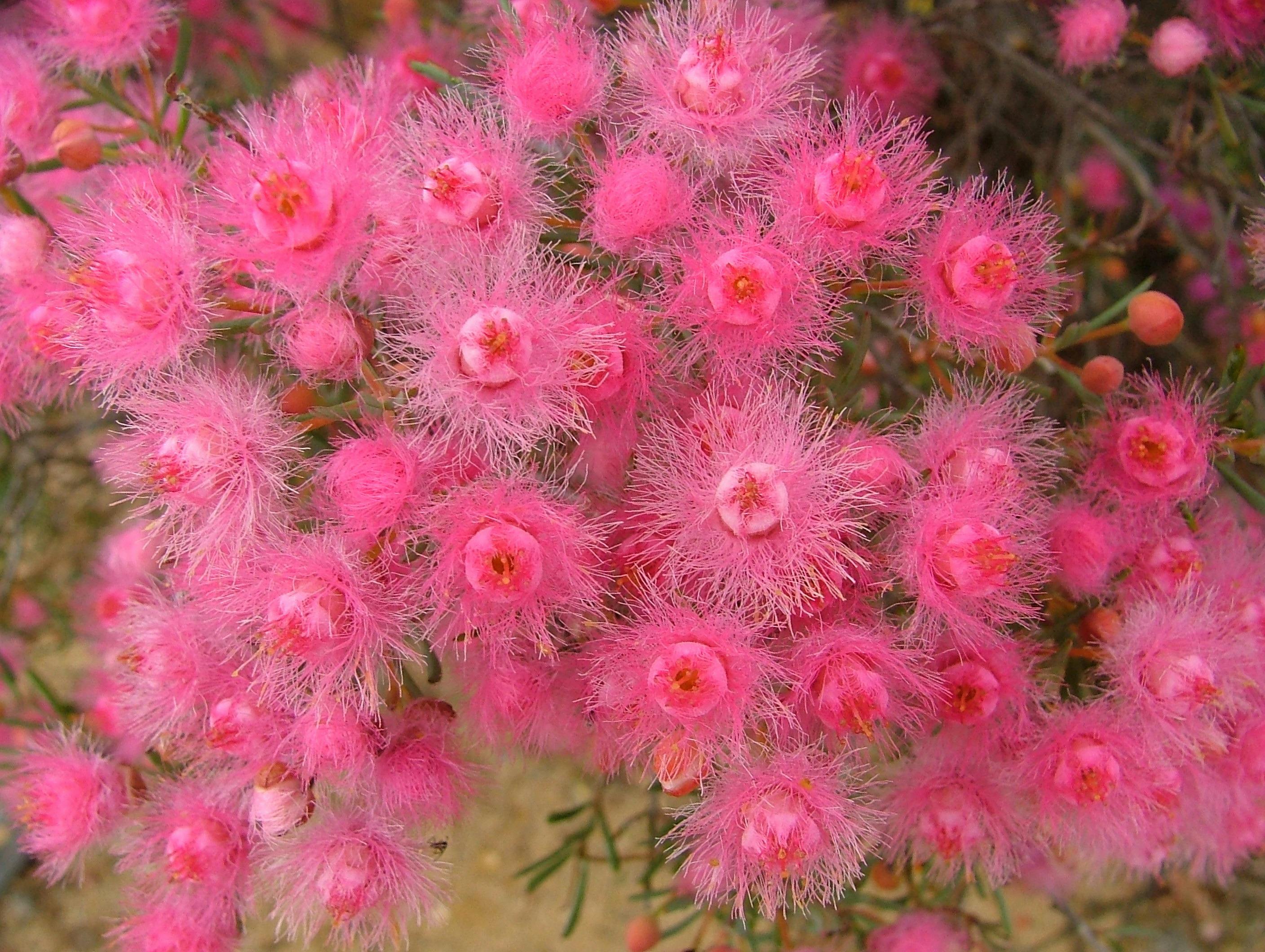 Reynoldson Reserve Wildflower Festival, Wongan Hills, Western Australia