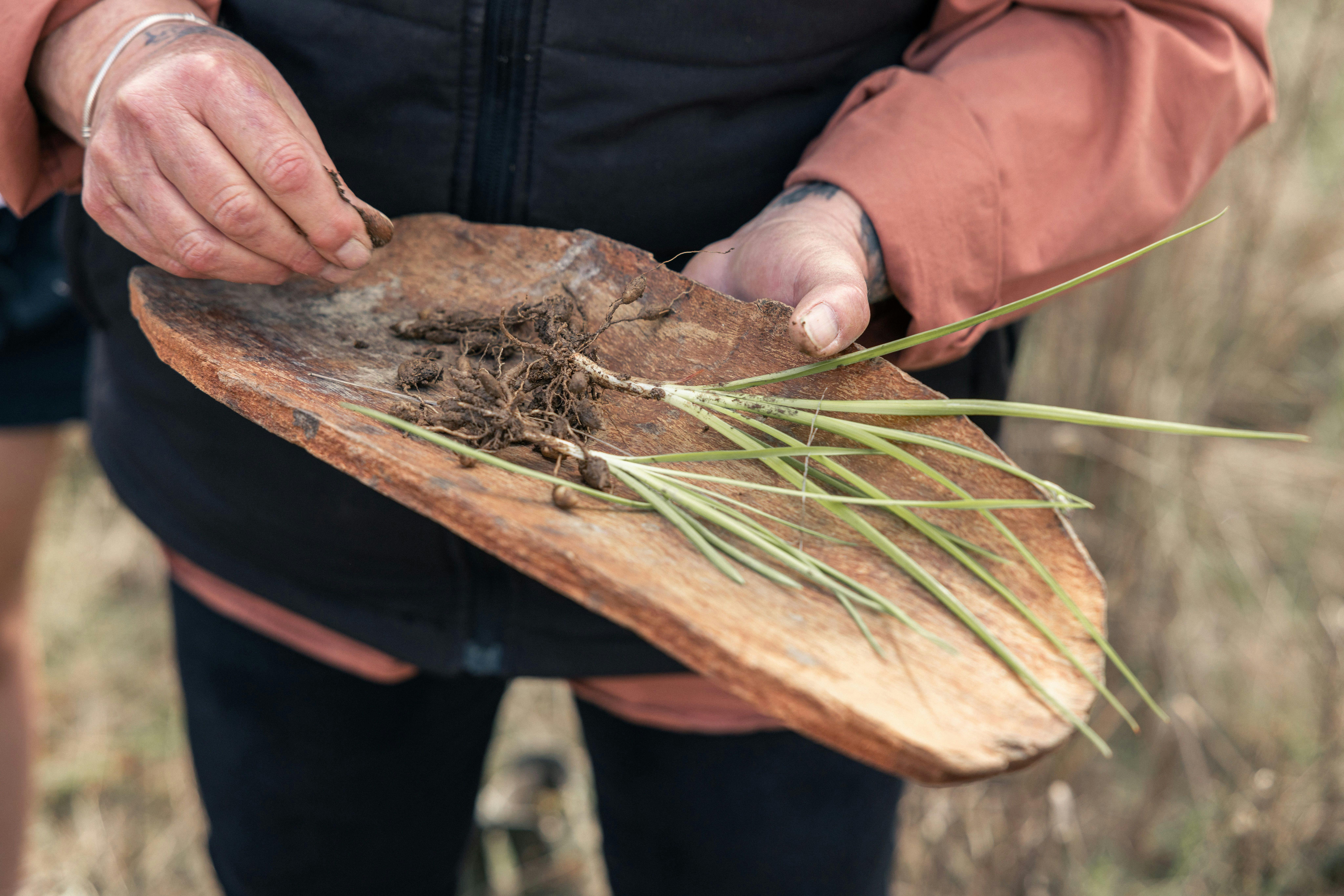 collecting bush foods in a daanak