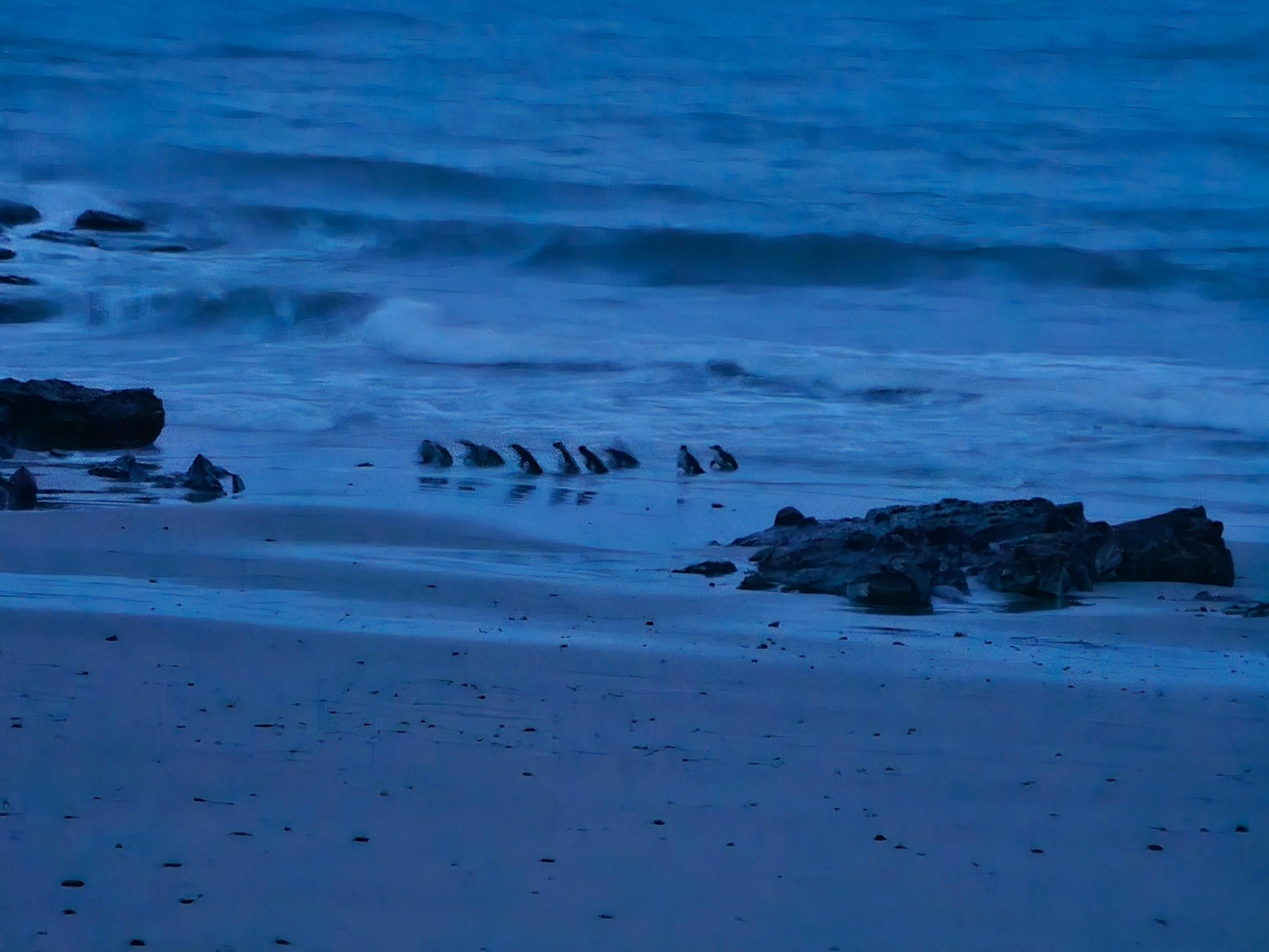 Little Penguins coming ashore