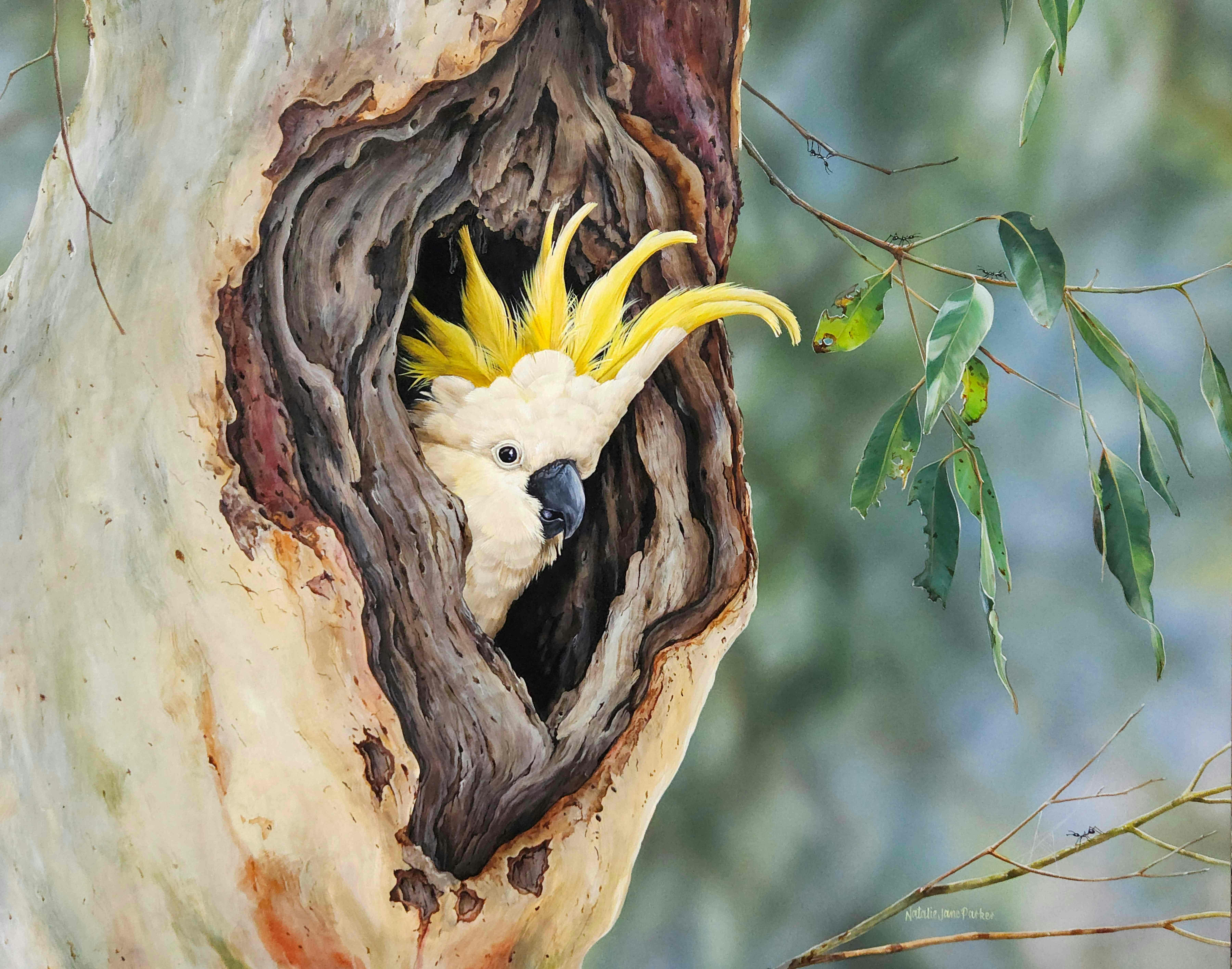 Sulphur Crested Cockatoos nest site