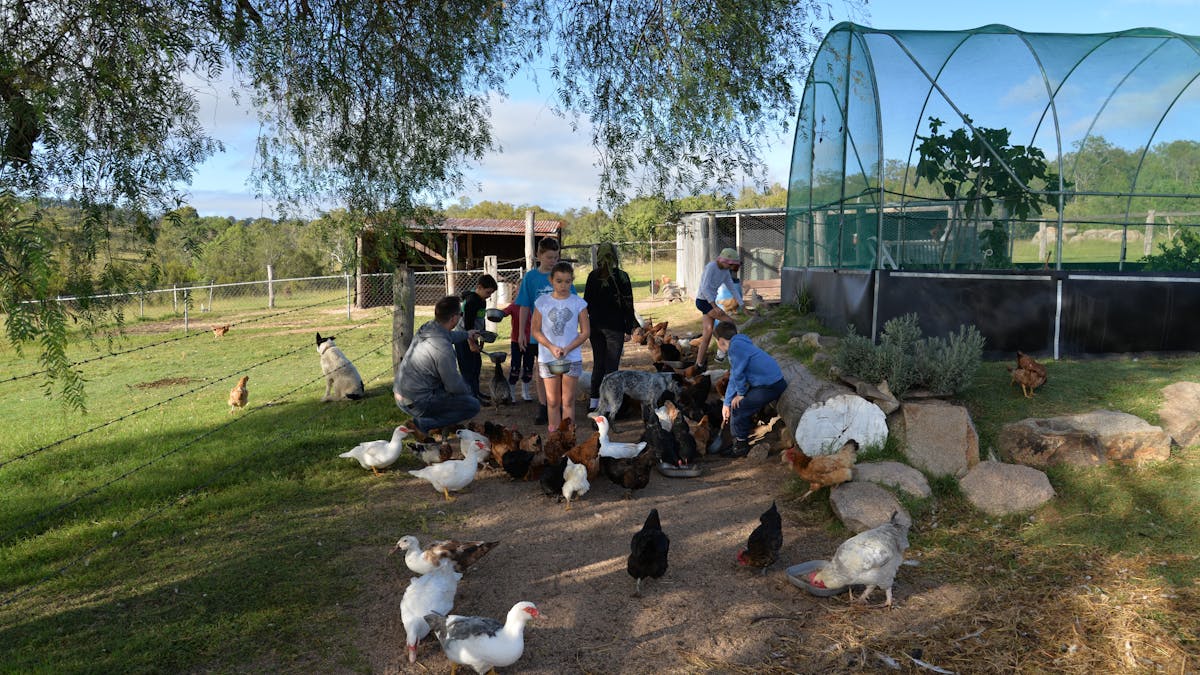 Poultry feeding