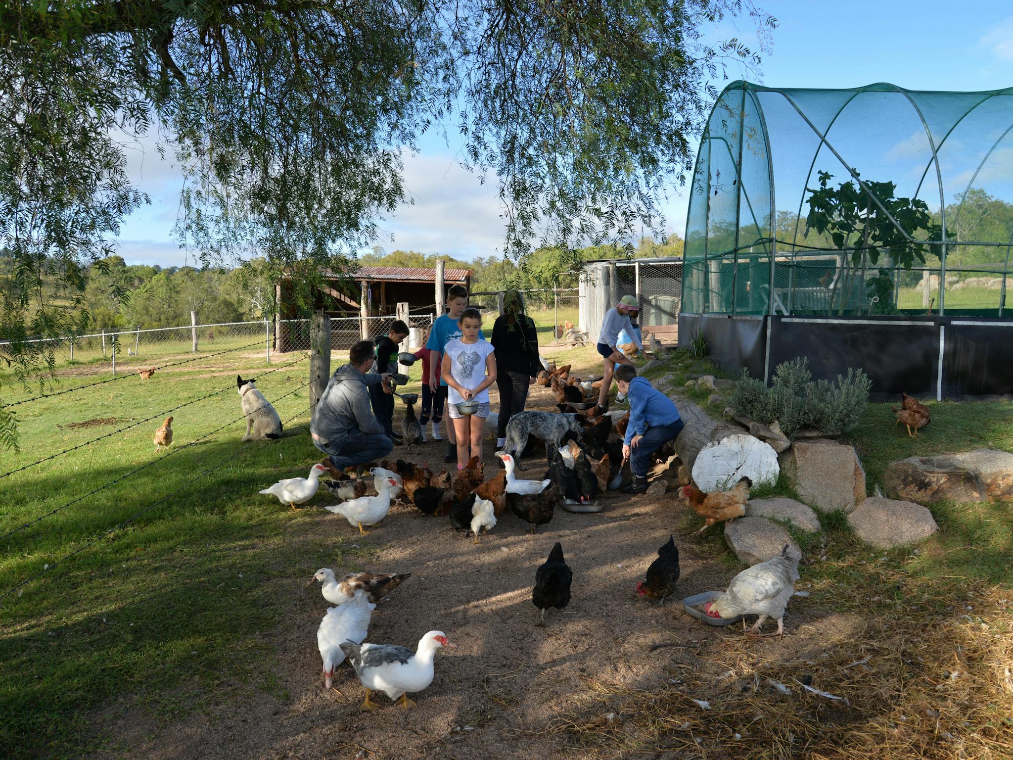 Poultry feeding
