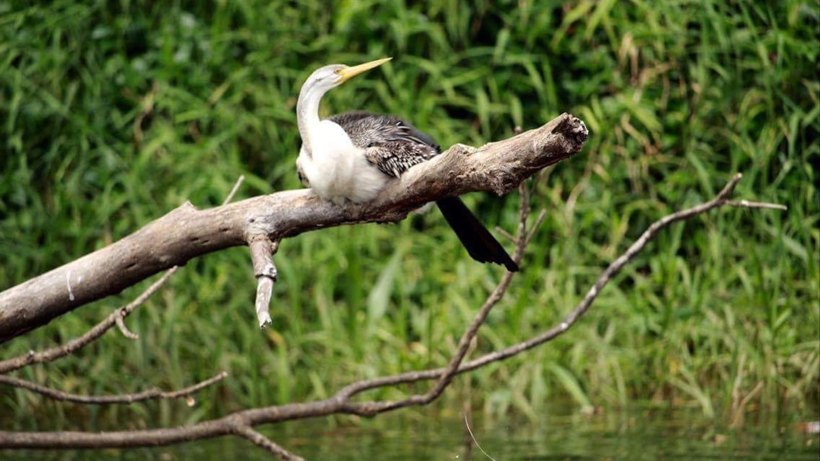 Kuranda Riverboat Tours