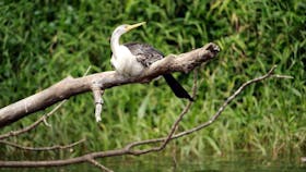 Kuranda Riverboat Tours