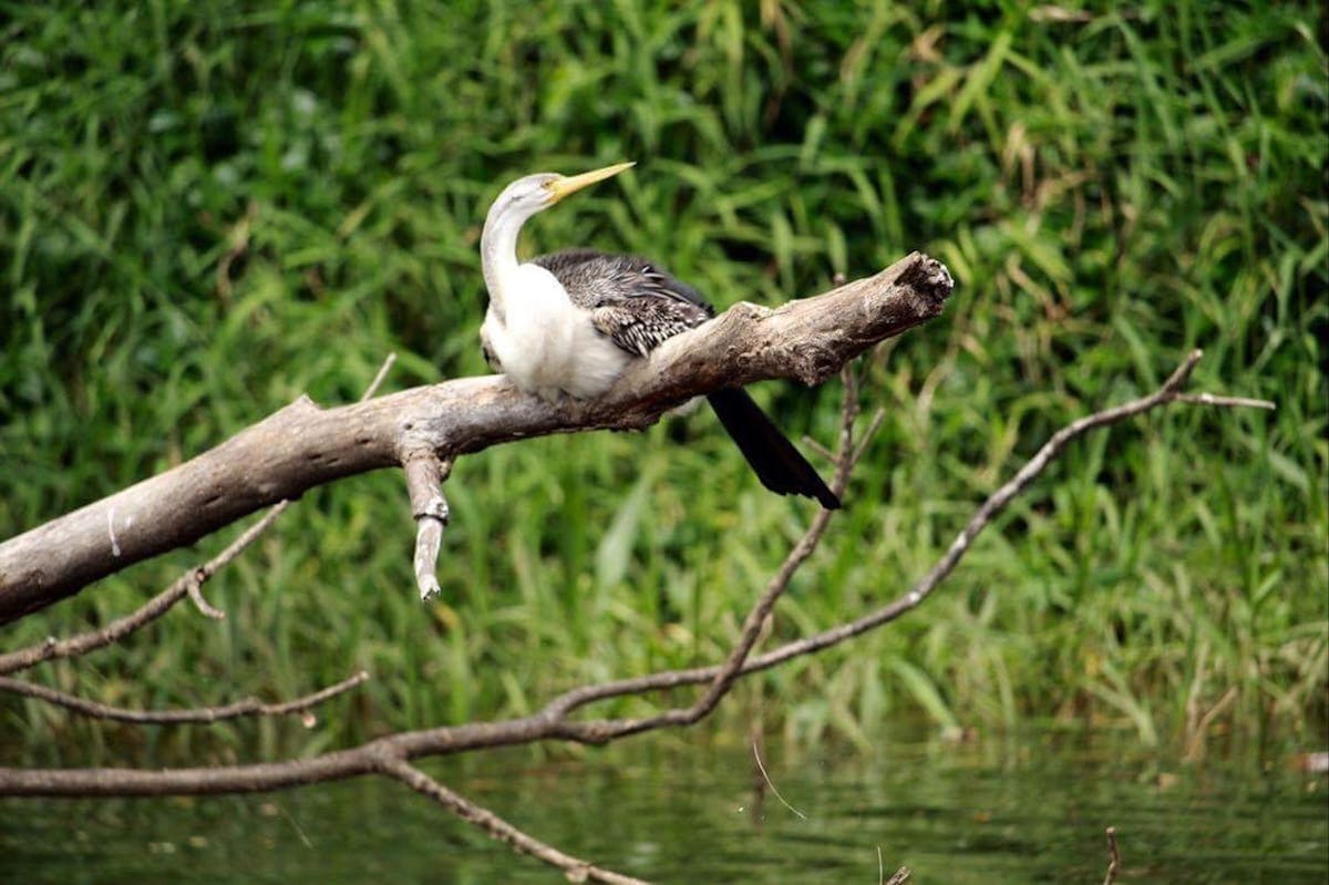 Darter Bird