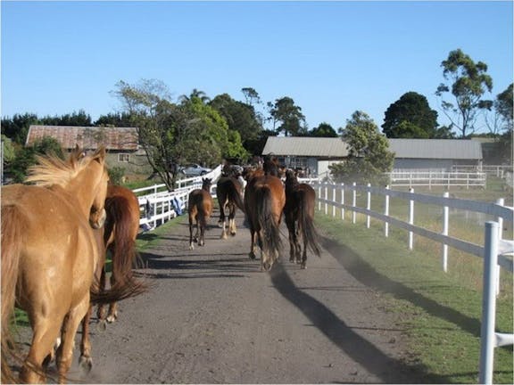 Darkes Forest Riding Ranch