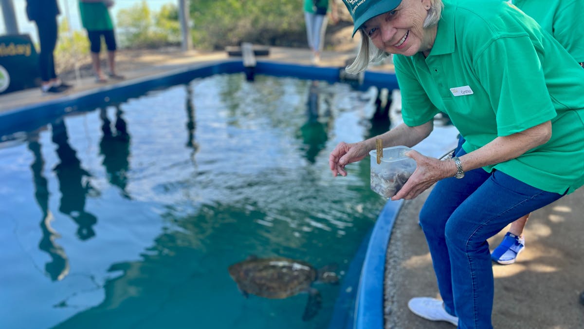 Guest feeding a turtle at Quion Island Rehabilitation Centre