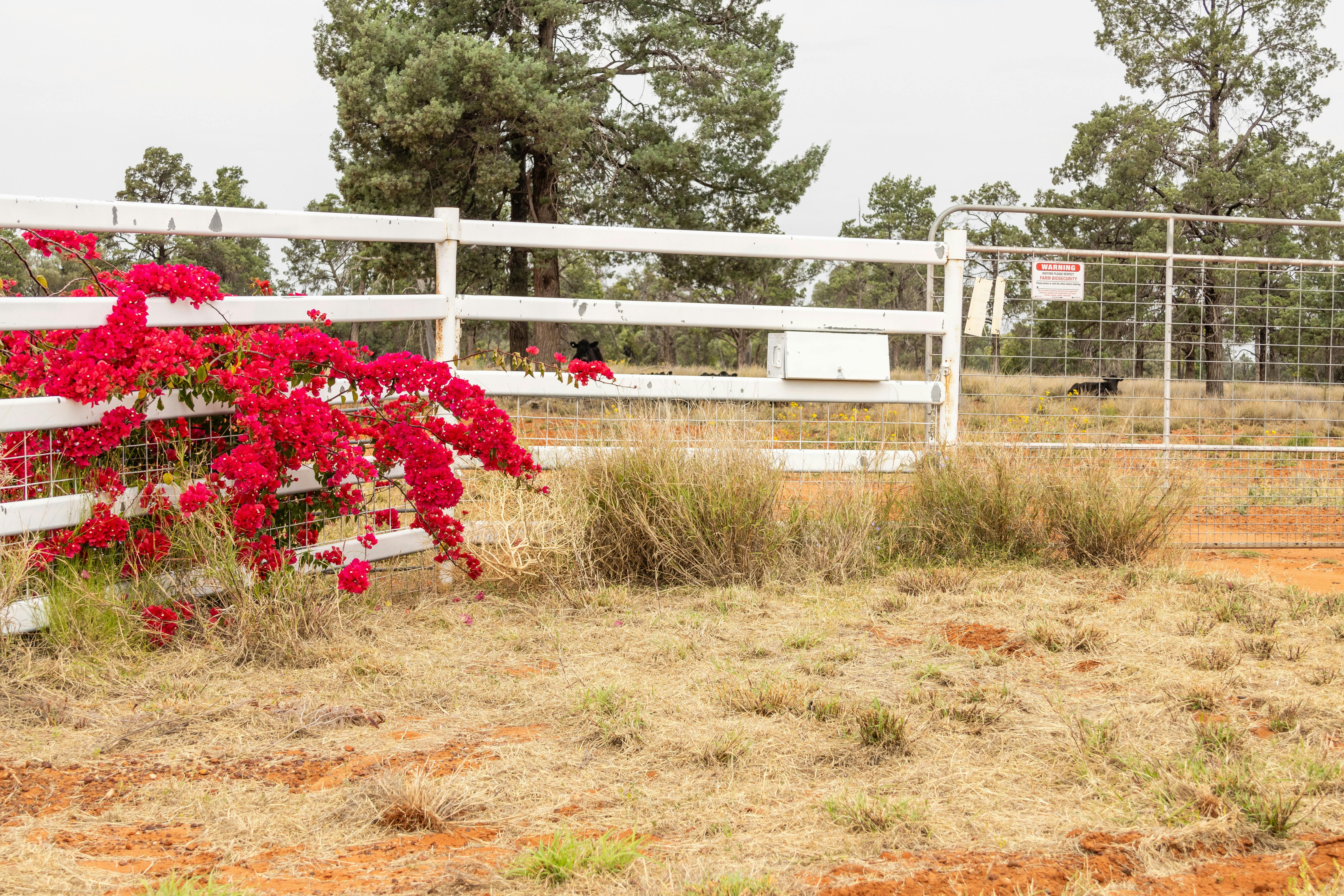 Outback Gardens & Botanical Trail