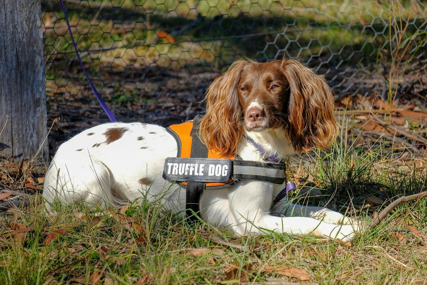 Truffle Hunt Day Tour