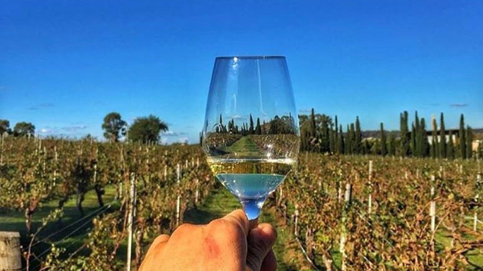 Lake's Folly Vineyard