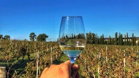 Our wine