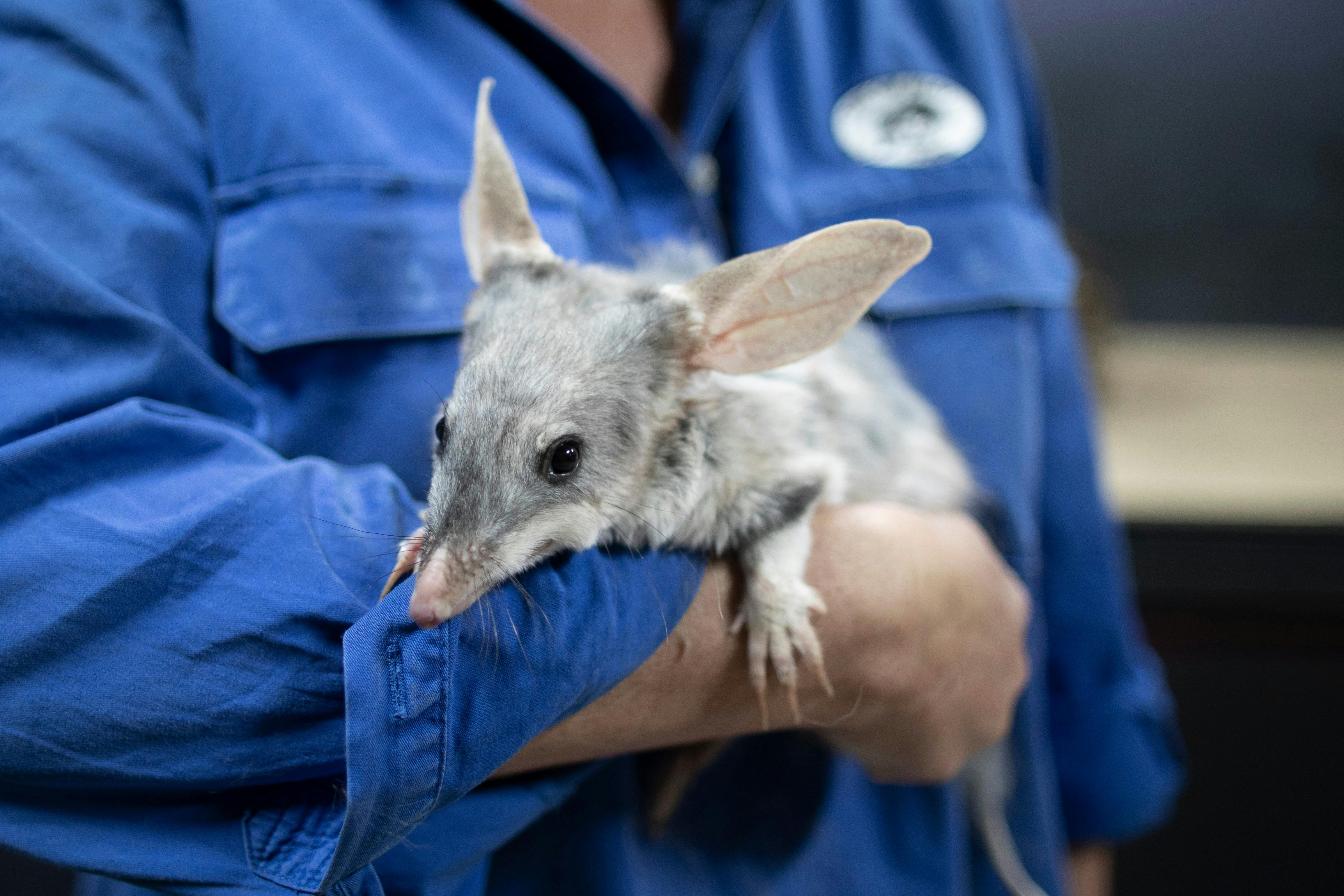 Charleville Bilbies