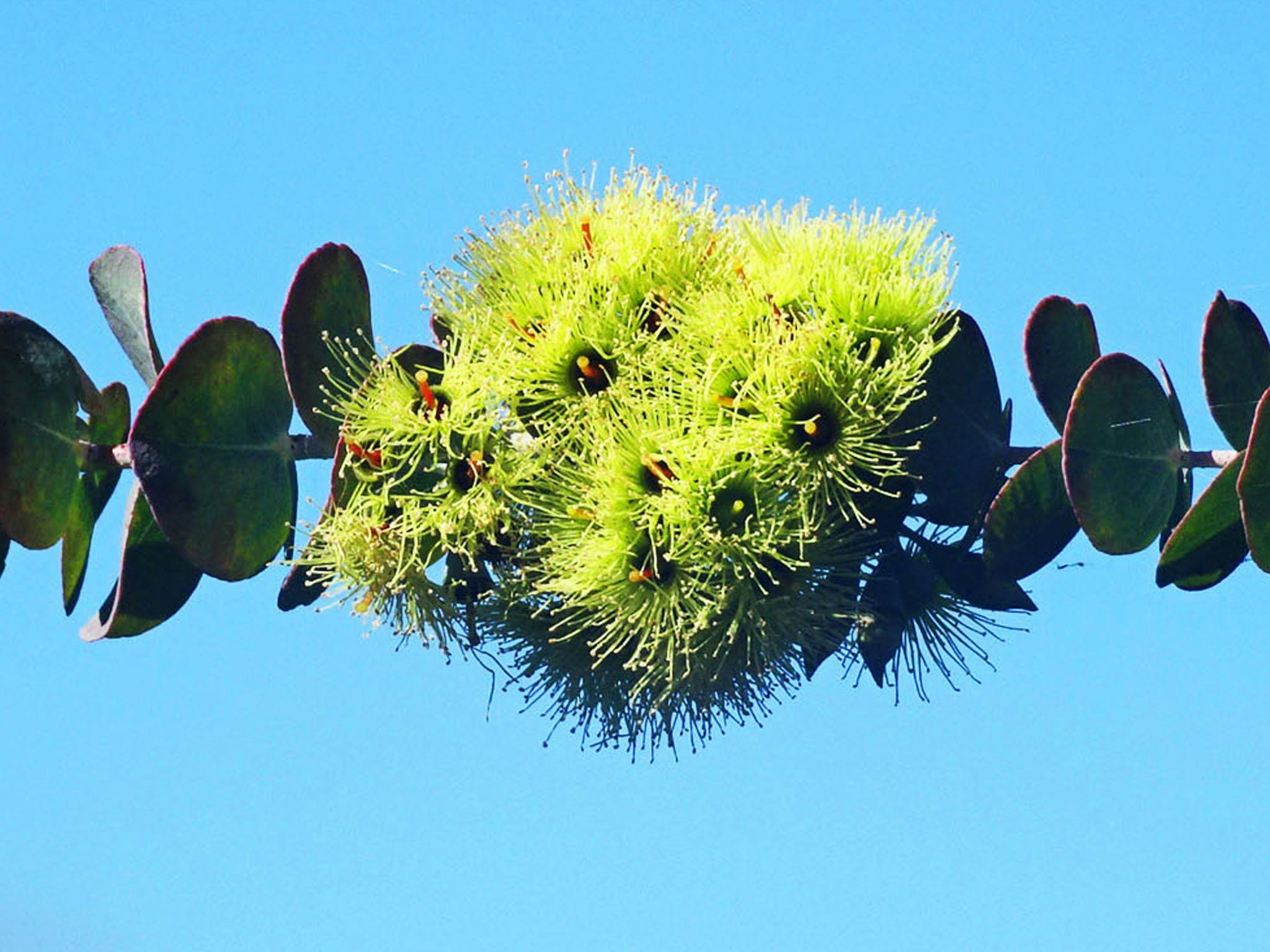 Perths Tiny Tours, Perth, Western Australia