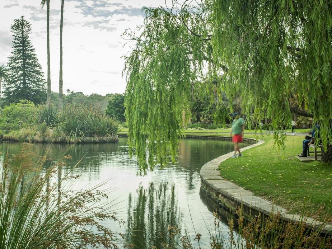 Royal Botanic Garden Main Pond