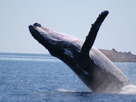 Massive adult humpback whale breaching out of the water