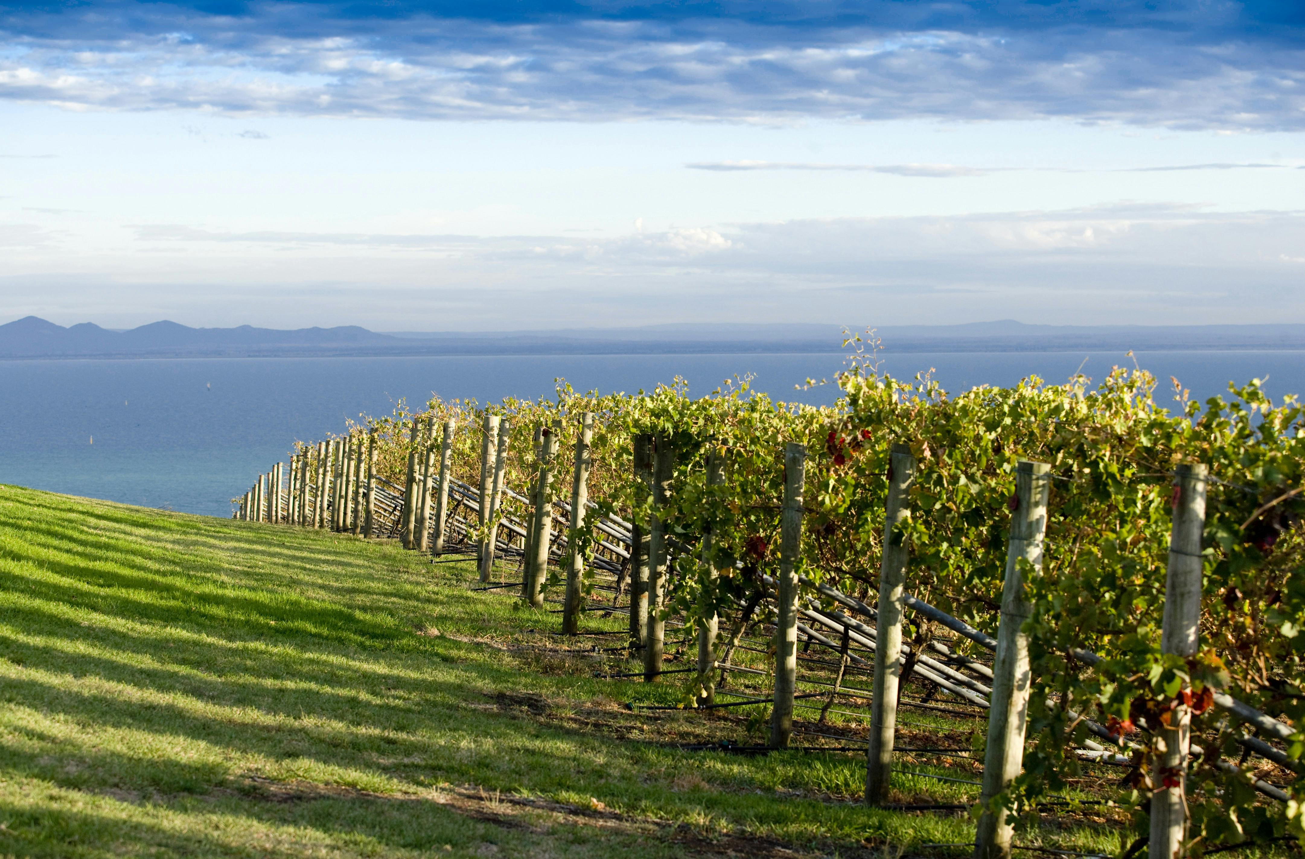 Ocean views from winery