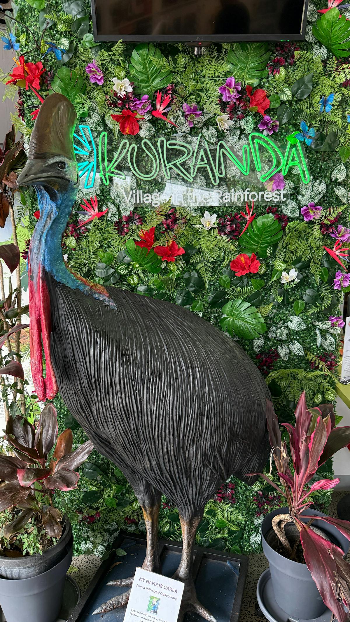 A cassowary statue in front of a green foliage wall with a Kuranda neon sign
