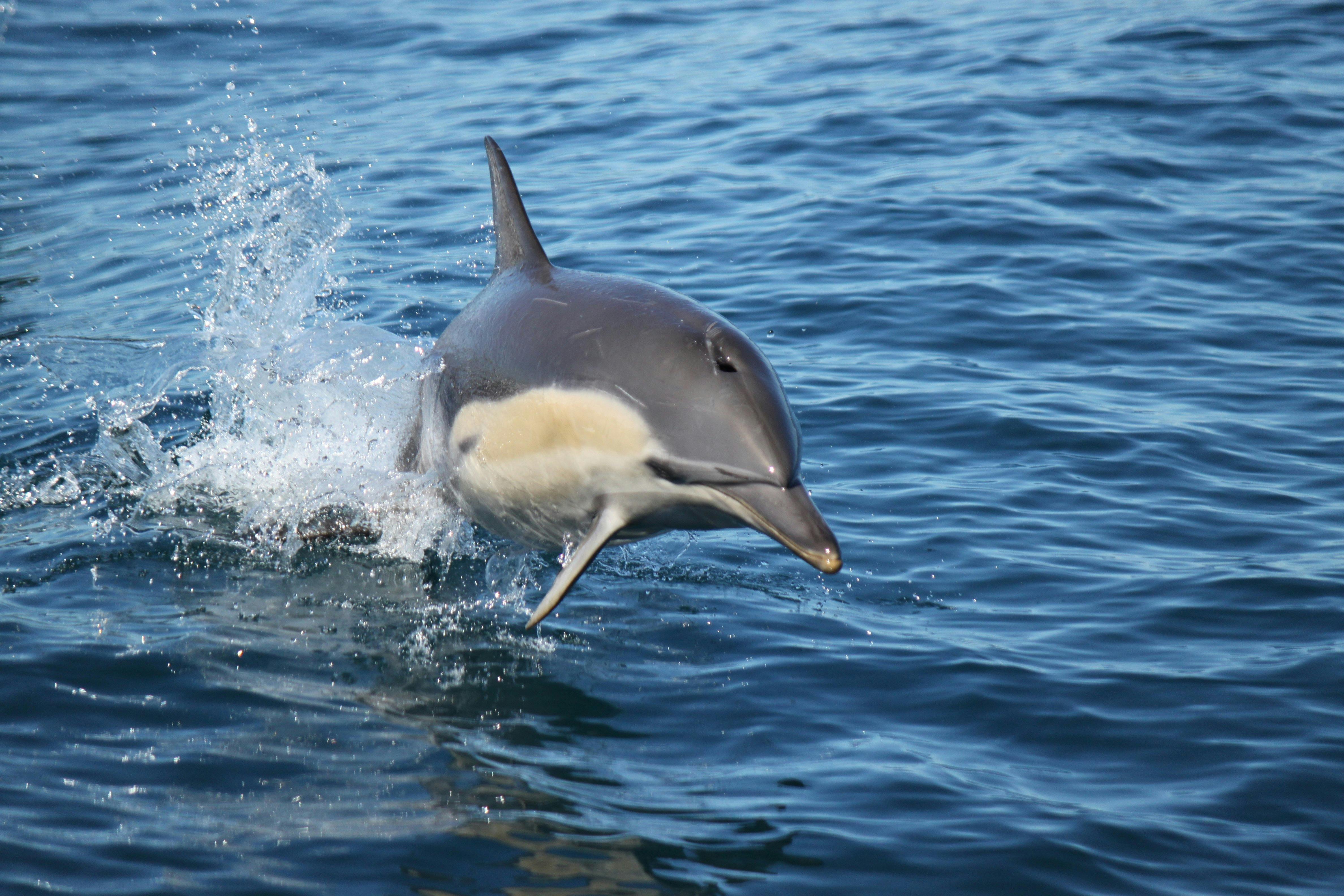 Common Dolphins are extremely playful.
