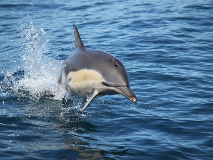 Common Dolphins are extremely playful.