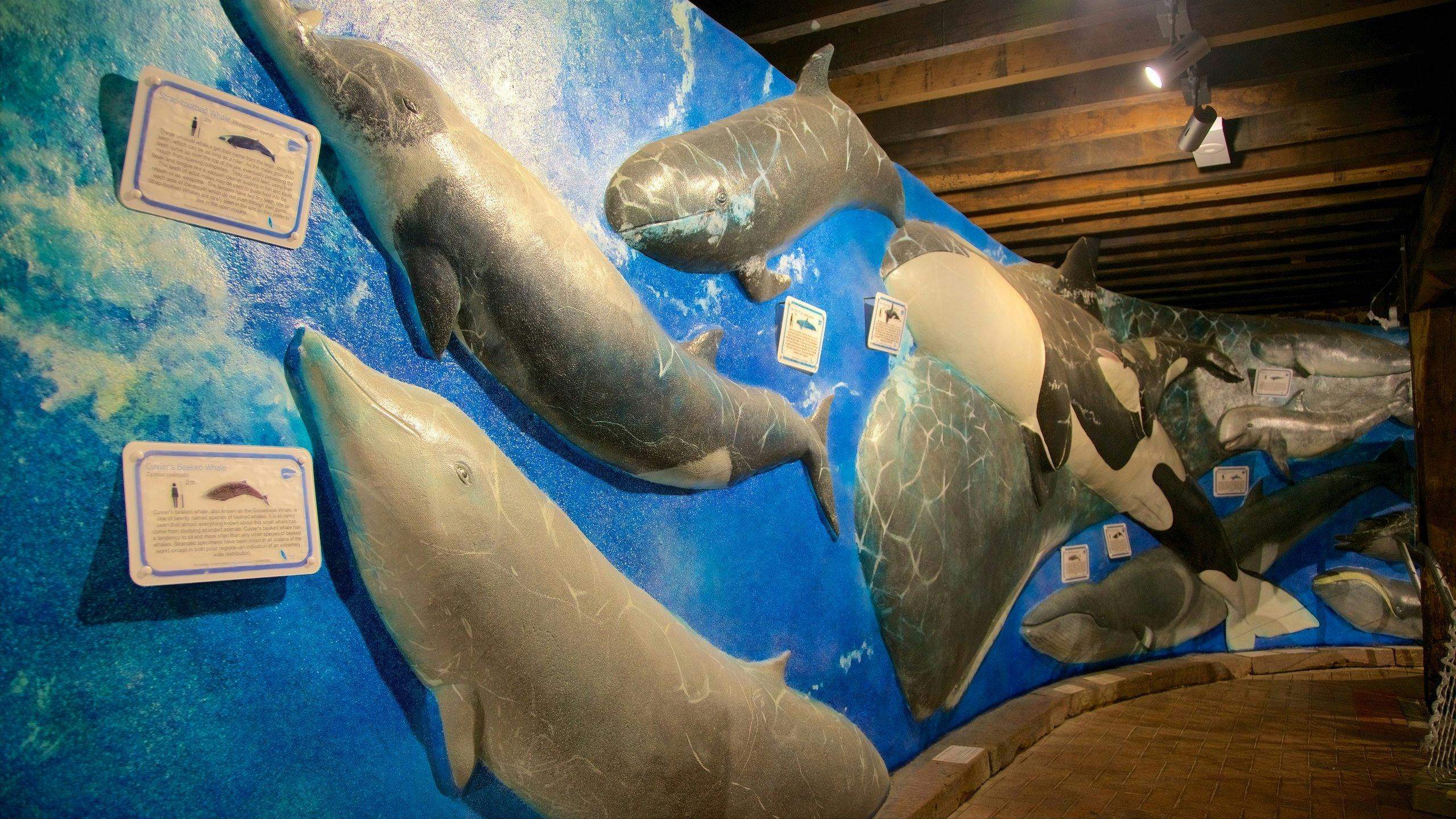 Wall of whales within the Whale Centre exhibits