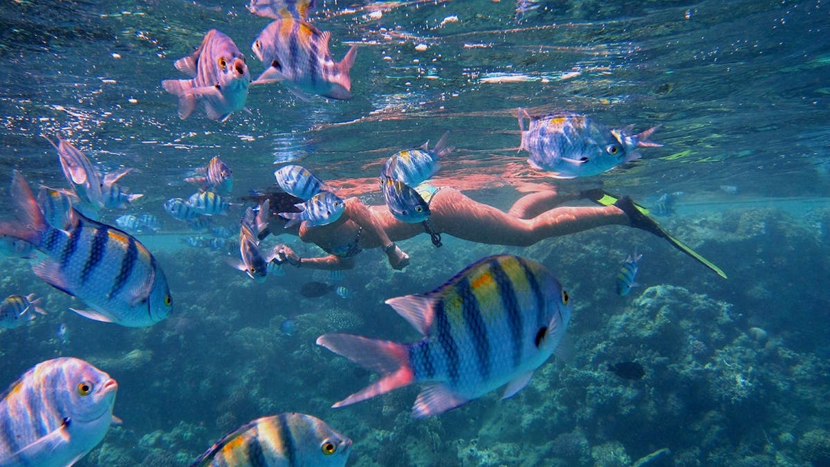 woman snorkelling with colourful reef fish