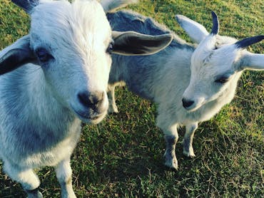 Goats Goats