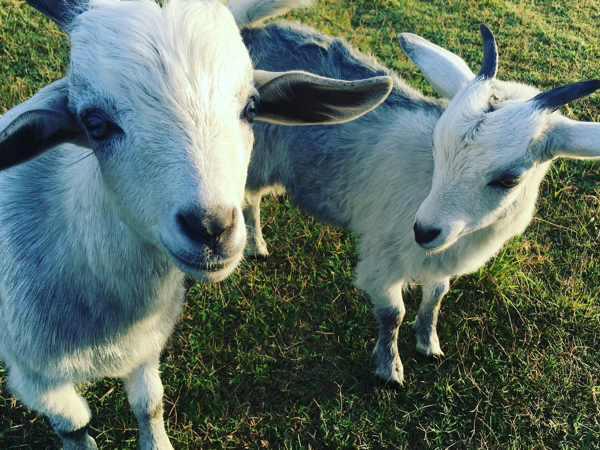Goats Goats