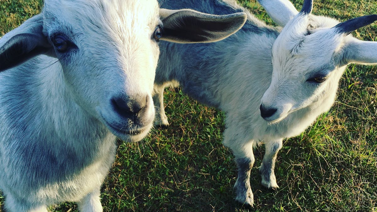 Goats