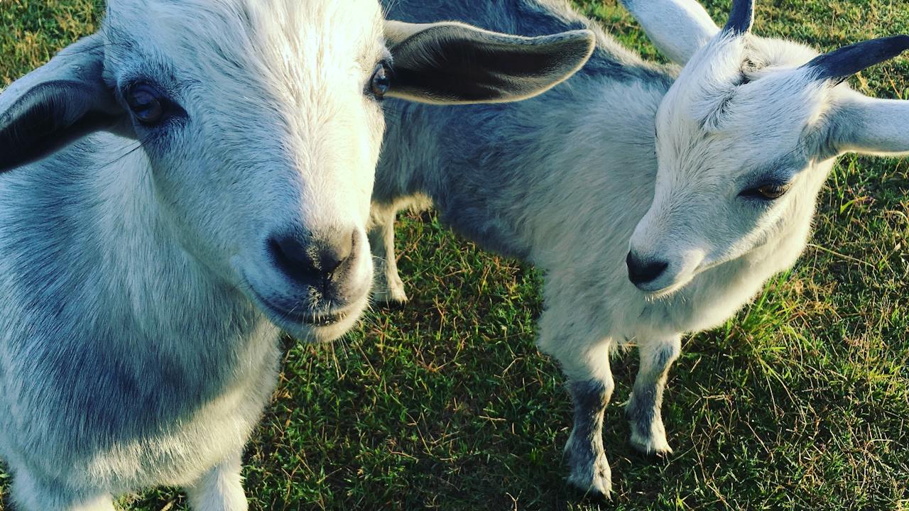Meet the Animals