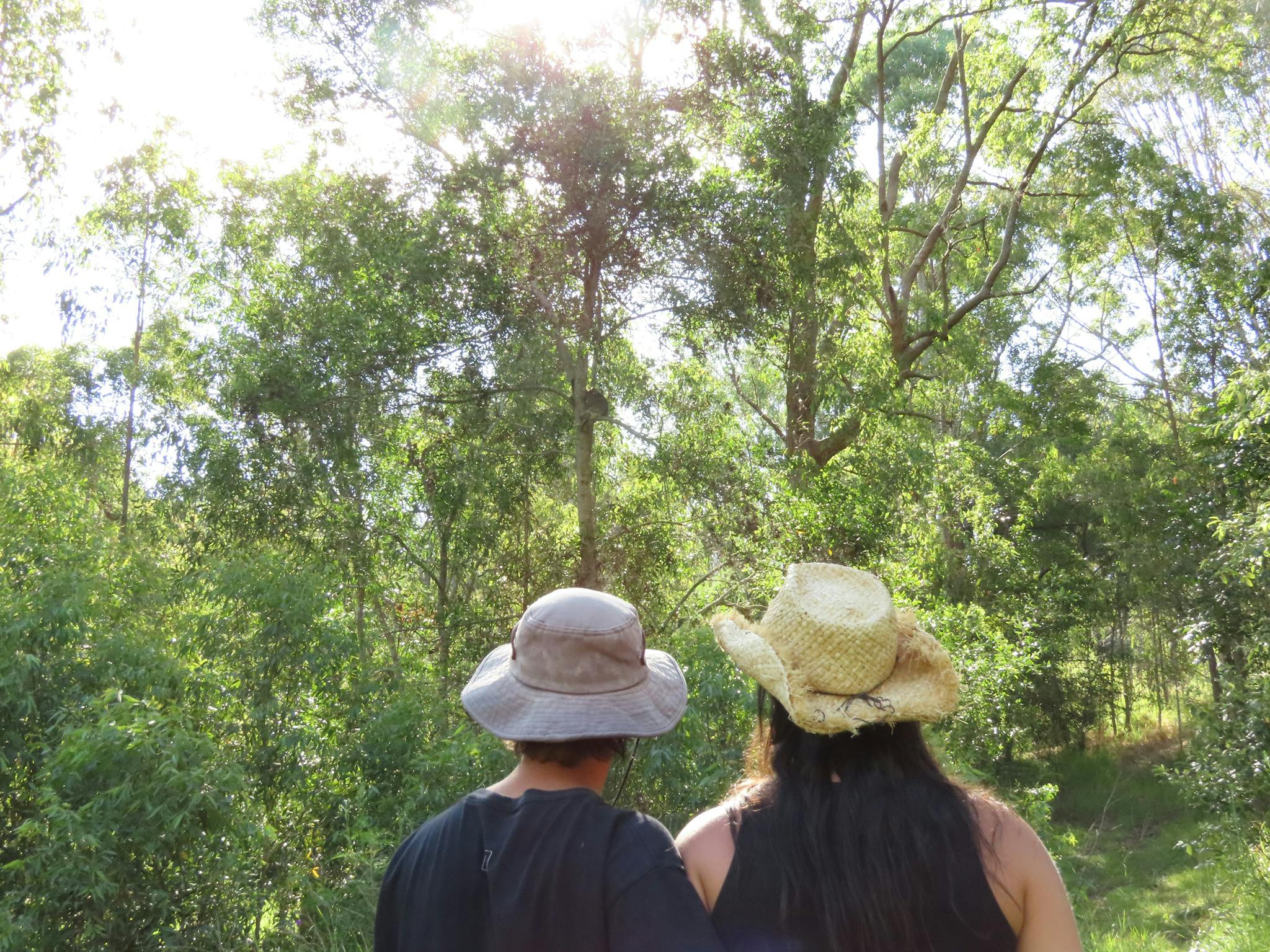 Standing behind 2 people with hats on as they look at a wild koala in the trees ahead