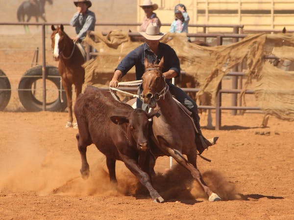 Campdraft1 Campdraft1