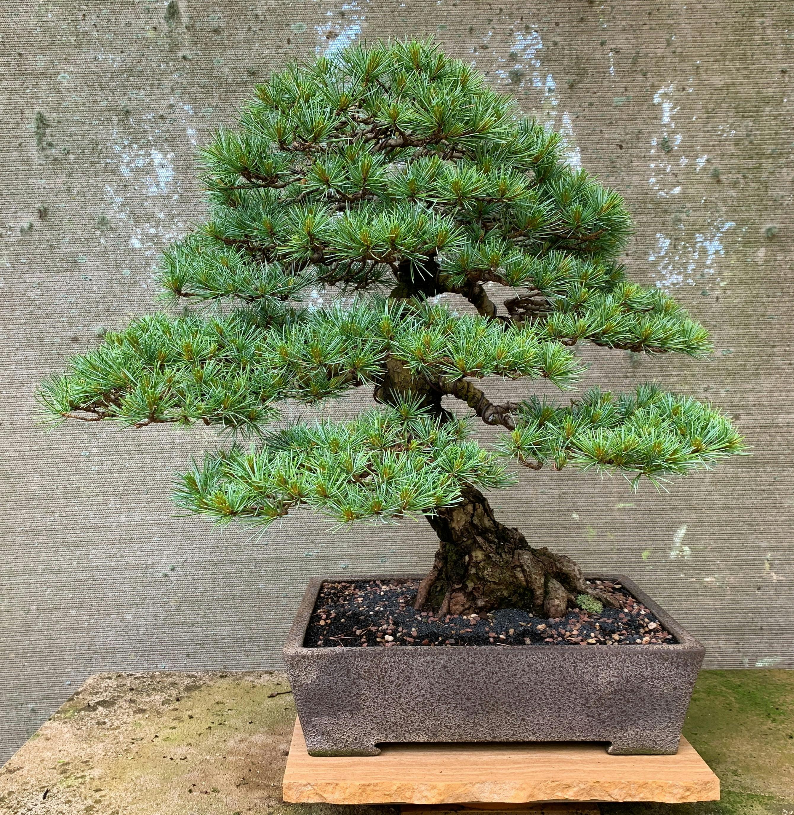 Japanese White Pine Bonsai