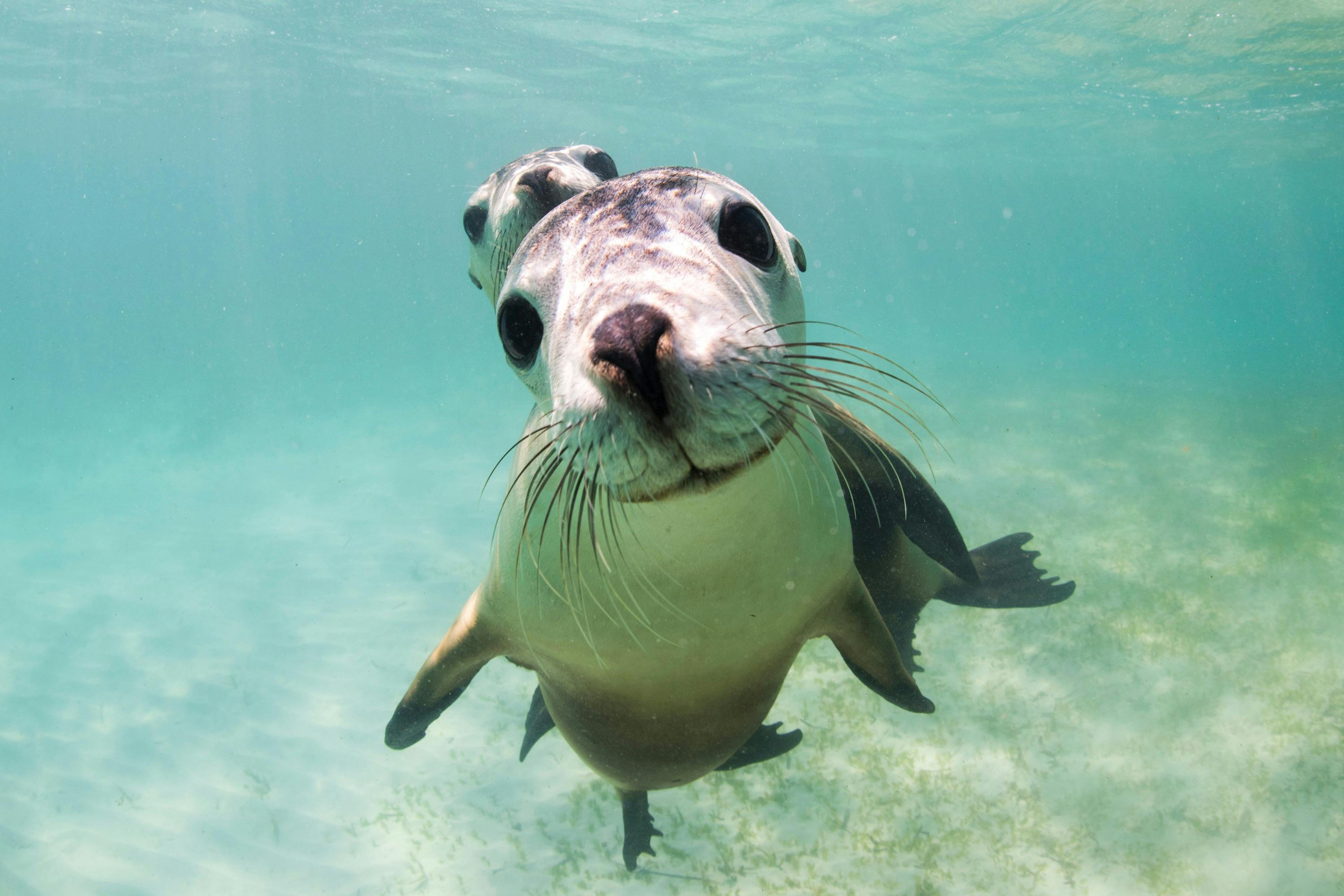 Sea Lion interaction with this tour aboard Turquoise Safaris with New Leaf Connect