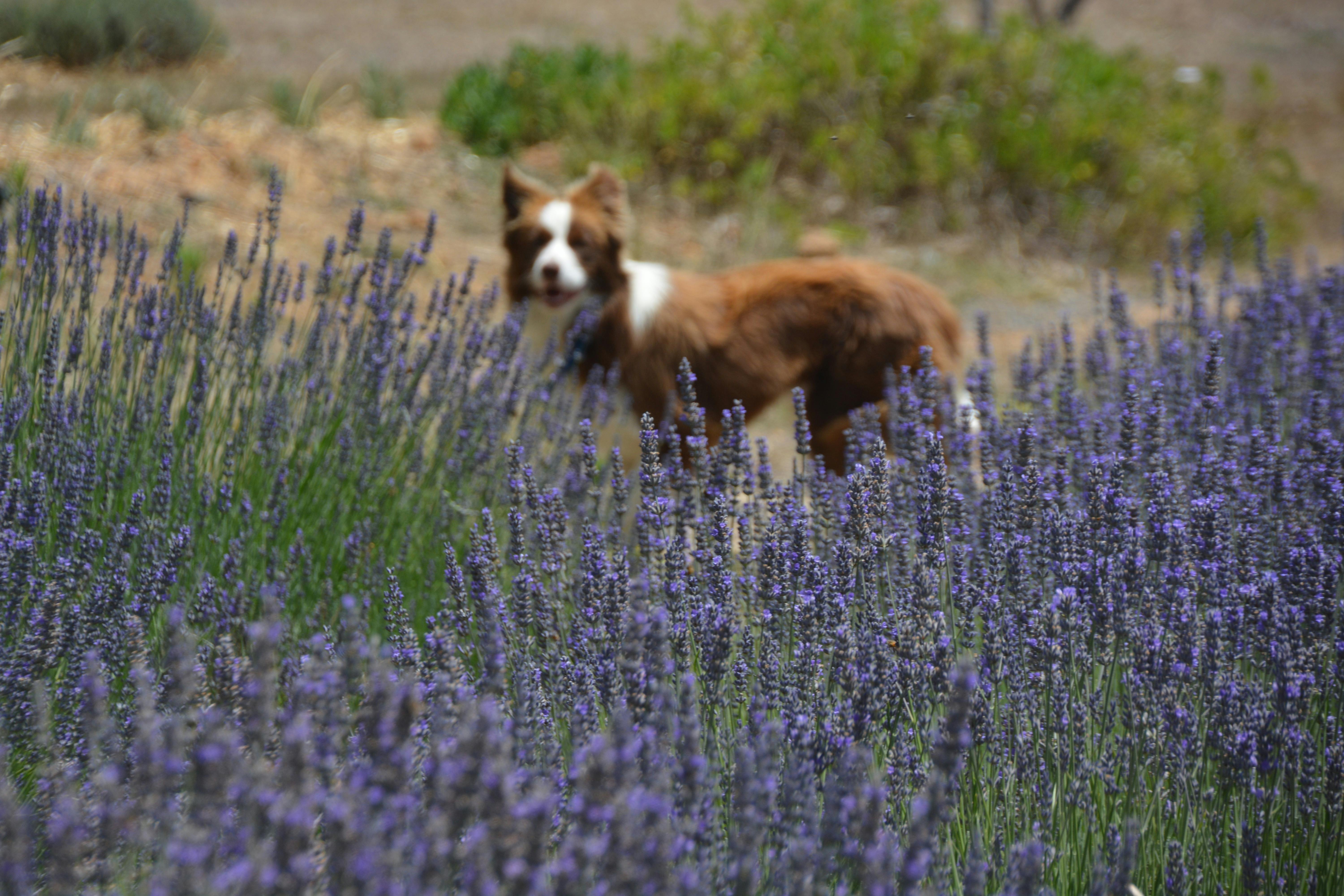 Nannup Lavender Farm Cafe and Campground