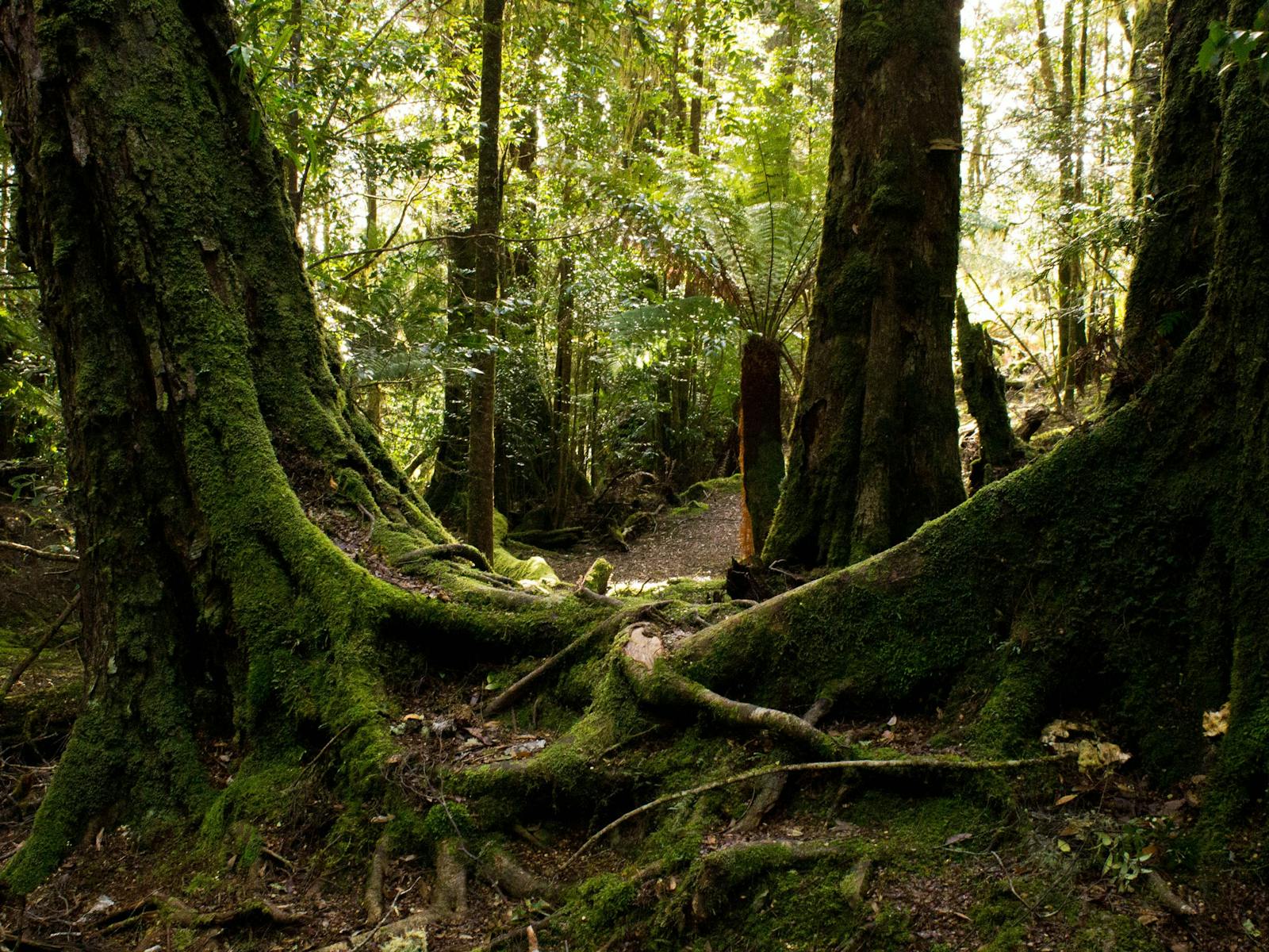 trees, ferns and mosses of rainforest floor