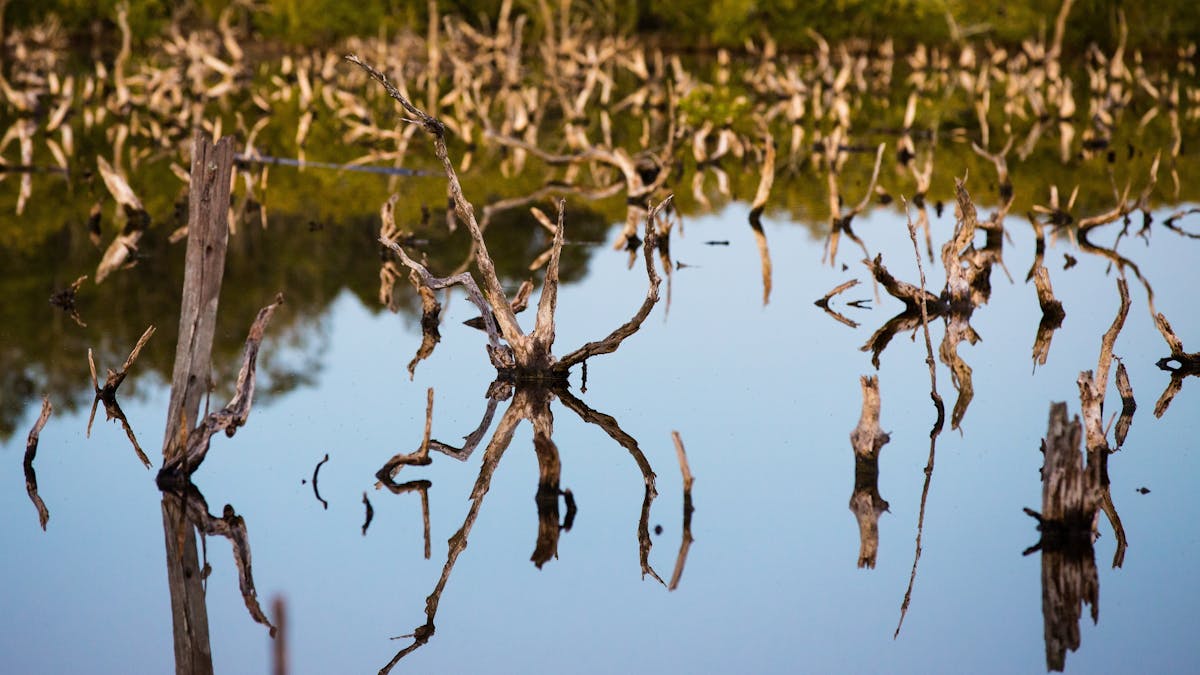 Toorbul Beach Mangroves, Moreton Bay Region