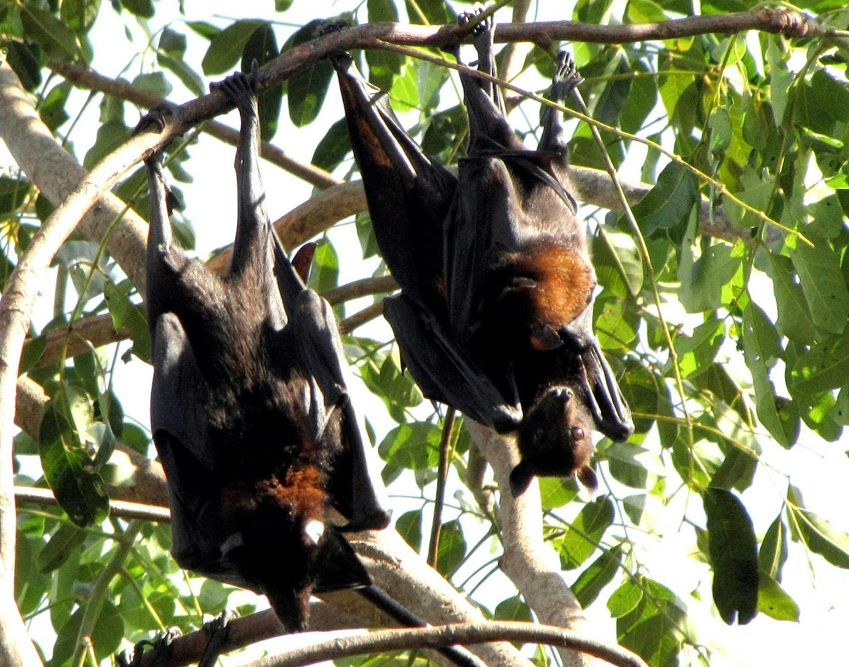 black headed flying foxes