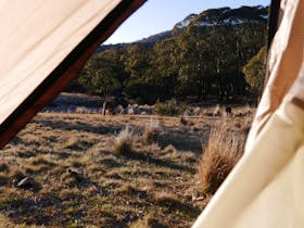 Photo of view of kangaroos, looking out from inside of tent