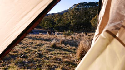 Photo of view of kangaroos, looking out from inside of tent