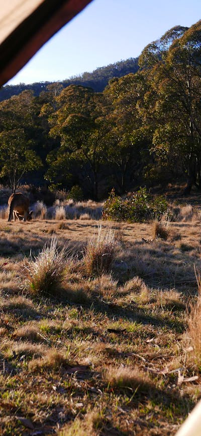 Photo of view of kangaroos, looking out from inside of tent