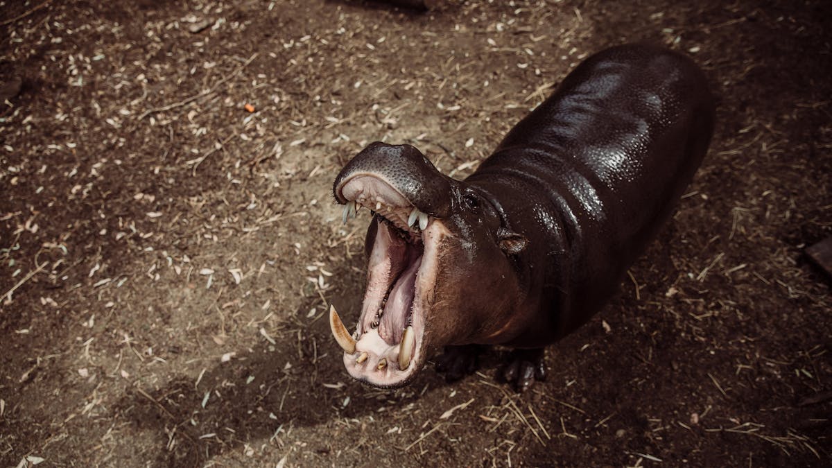 Pygmy Hippopotamus