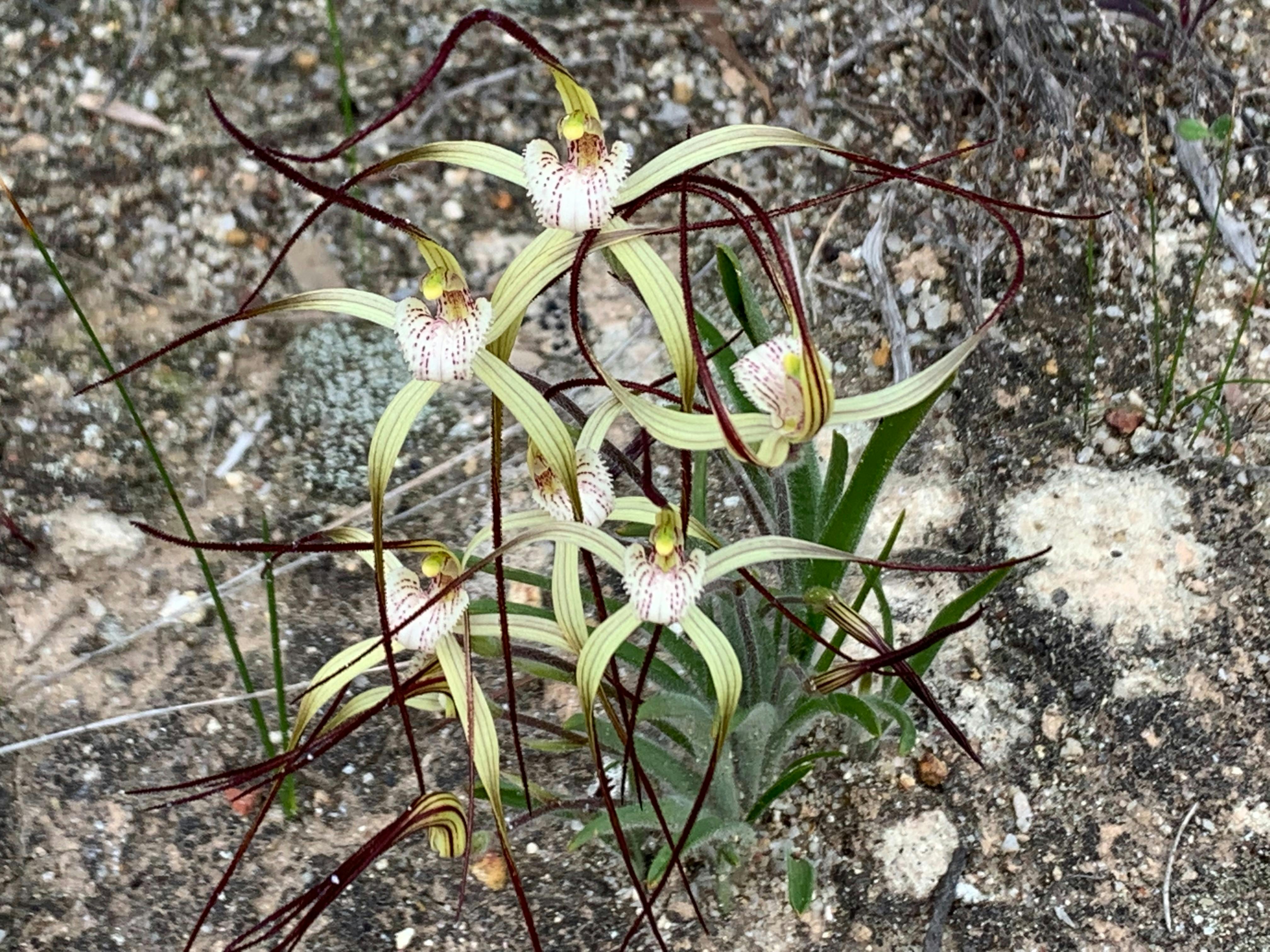 a cluster of spider orchids