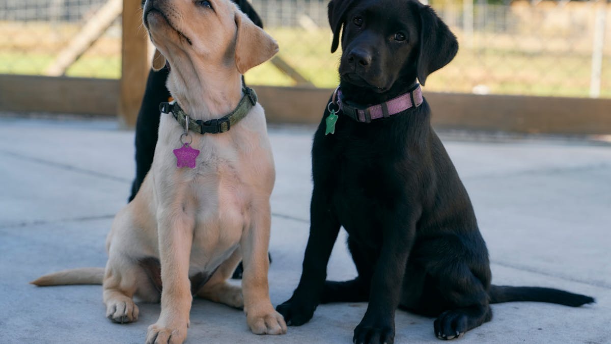 3 small lab puppies - one cream and 2 black looking at the photographer