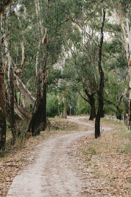 Wiradjuri Walking Track in Wagga Wagga